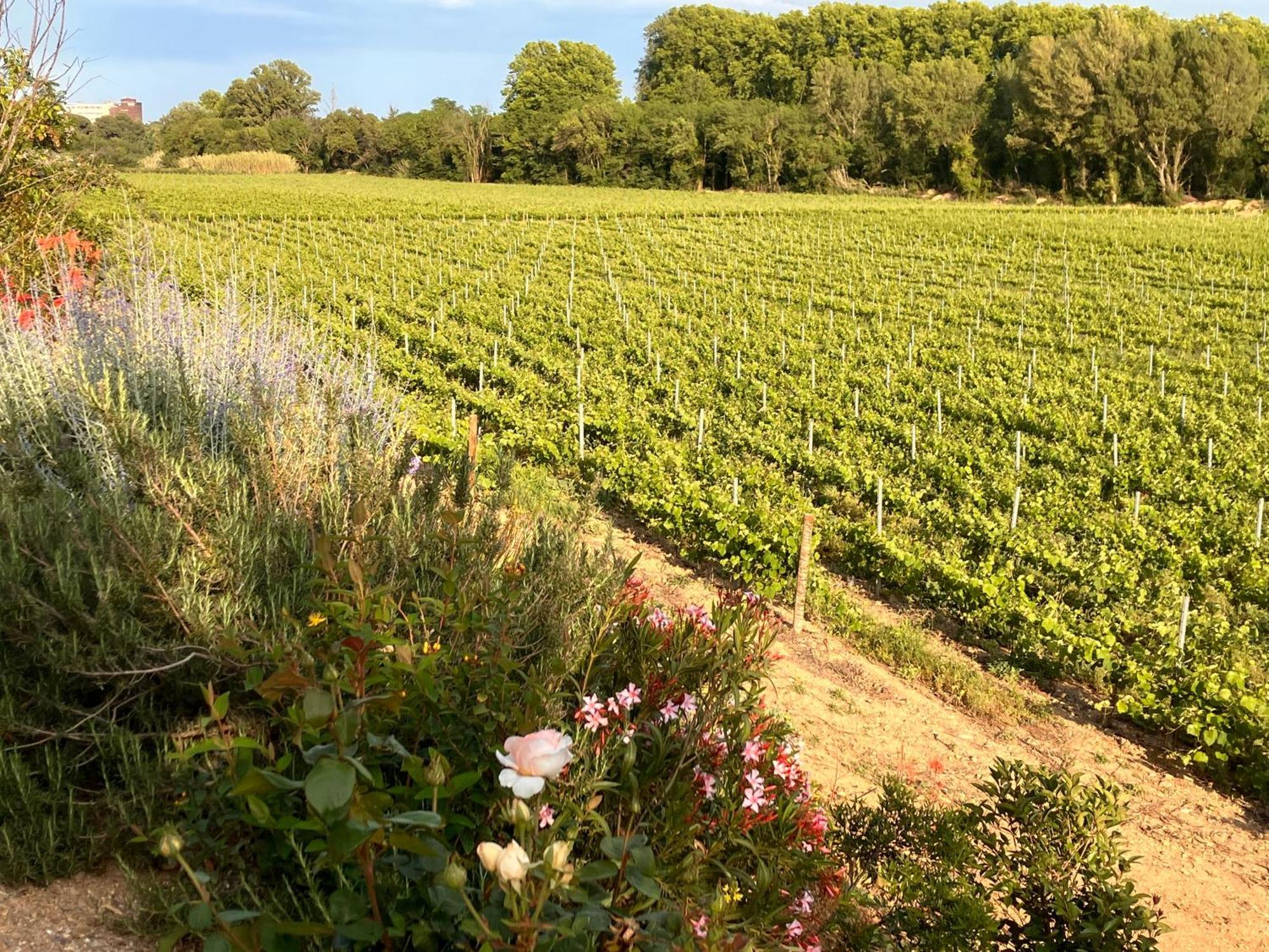 Domaine De L'Herbe Sainte Mirepeisset Exterior foto